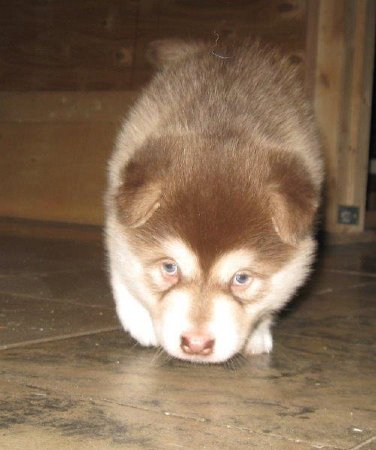 Y-Wurf 4 Wochen 009_1